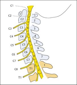 Cervical spinal nerves and vertebrae