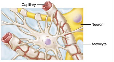 Astrocyte structure