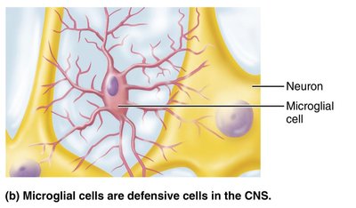 Microglial cell structure