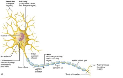 Neuron structure with axon and dendrites