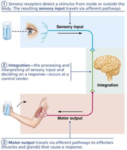 Diagram of sensory input, integration, and motor output