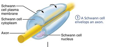 Step 1 of myelination by Schwann cell