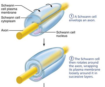 Step 2 of myelination by Schwann cell