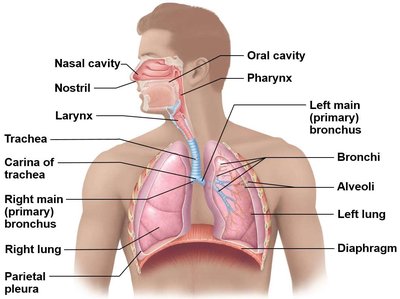 Overview of respiratory tract anatomy