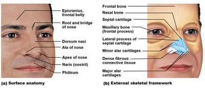 Anatomy of the nasal cavity
