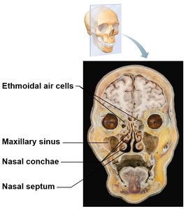 Coronal section of nasal cavity