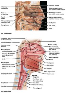 Sagittal section of nasal cavity and pharynx