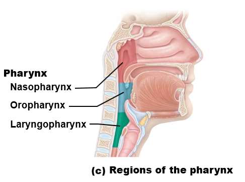 Regions of the pharynx