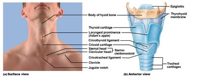 Laryngeal cartilages, anterior view