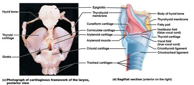 Laryngeal cartilages, posterior and sagittal views