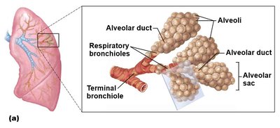 Alveolar ducts and sacs