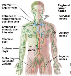 Lymphatic drainage regions and major lymph nodes