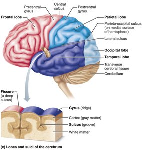 Lobes, sulci, and fissures of the cerebral hemispheres