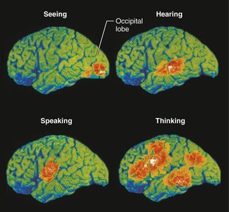 Functional neuroimaging of the cerebral cortex