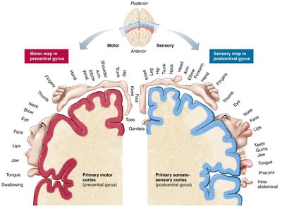 Body maps in the primary motor cortex and somatosensory cortex