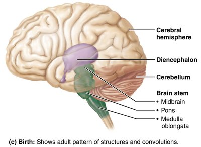 Birth: adult brain pattern