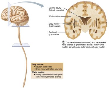 Gray and white matter in cerebrum