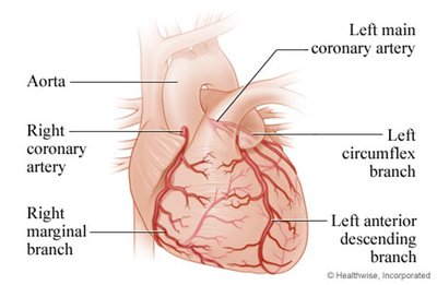 Coronary arteries of the heart