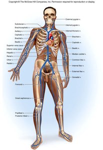 Major veins of the human body