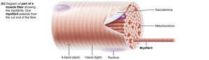 Microscopic anatomy of a skeletal muscle fiber