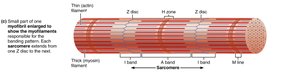 Sarcomere structure