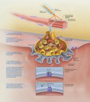 Events at the neuromuscular junction