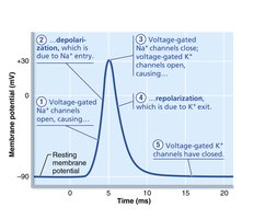 Action potential tracing