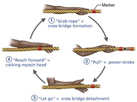 Cross bridge cycle analogy