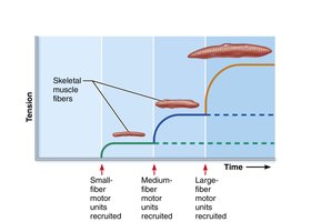 Size principle of recruitment