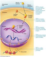 Stepwise diagram of direct gene activation
