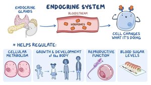Diagram summarizing the endocrine system's regulation of metabolism, growth, reproduction, and blood sugar