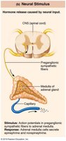 Diagram of neural stimulus