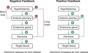Diagram of negative and positive feedback in hormone regulation