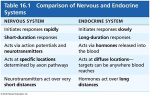 Table comparing nervous and endocrine systems