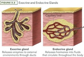 Diagram comparing exocrine and endocrine glands