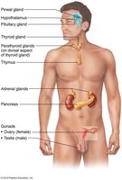 Diagram showing the location of major endocrine organs in the body