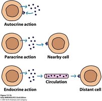 Diagram showing autocrine, paracrine, and endocrine signaling