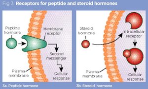 Diagram showing receptors for peptide and steroid hormones