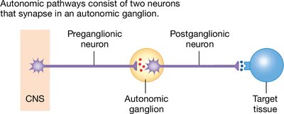 Diagram of autonomic pathway with preganglionic and postganglionic neurons
