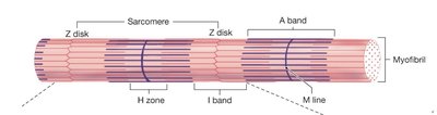 Diagram of sarcomere structure with Z disk, I band, A band, H zone, and M line