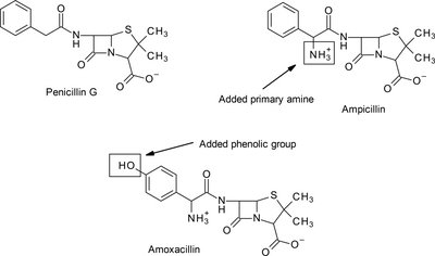 Penicillin G, ampicillin, and amoxicillin