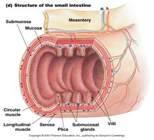 Structure of the small intestine