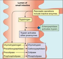 Intestinal hormone regulation: cholecystokinin