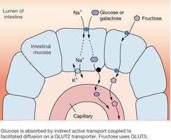 Intestinal hormone regulation: GIP and GLP-1