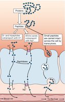 Pancreatic enzyme activation cascade