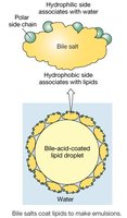 Amino acid absorption
