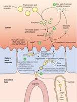 Ion absorption in the intestine