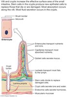 Mitochondria structure