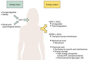 Pyruvate metabolism