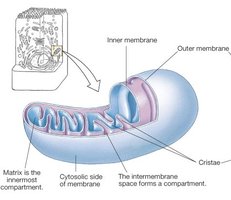 Electron transport chain